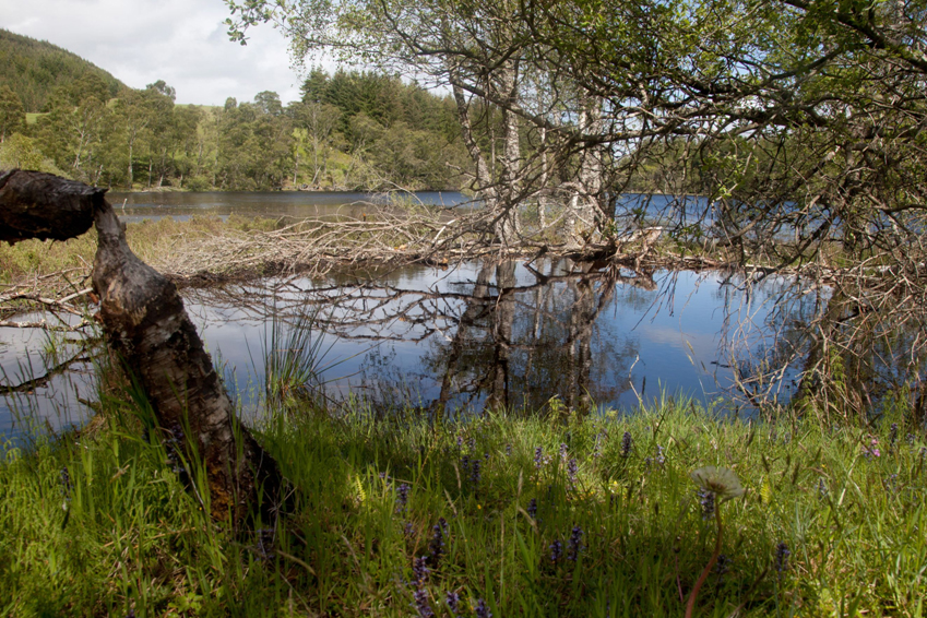 Photo of two small water bodies separated by a  strip of terrestrial land. It includes trees, and grasses, with a tree trunk that  has been chewed by a beaver