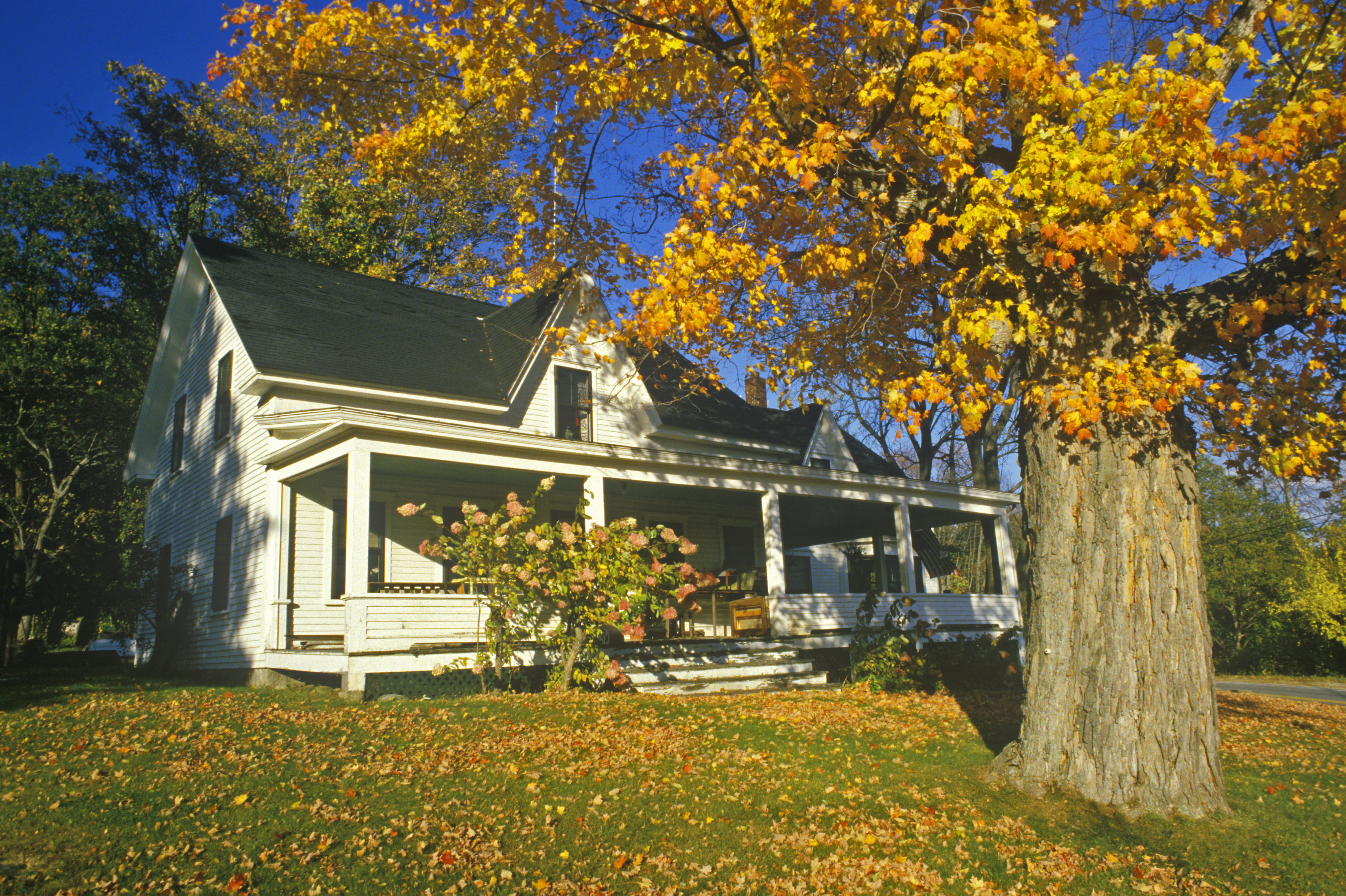 This is a picture of a house behind a maple tree.