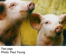 A photo of two pigss. Photo: Paul Young