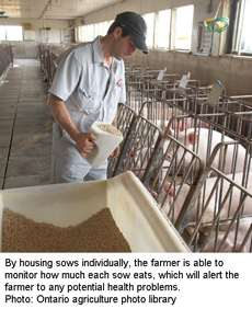 By housing sows individually, the farmer is able to monitor how much each sow eats, which will alert the farmer to any potential health problems. Photo: Ontario agriculture photo library