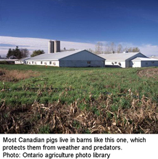 Most Canadian pigs live in barns like this one, which protects them from weather and predators.