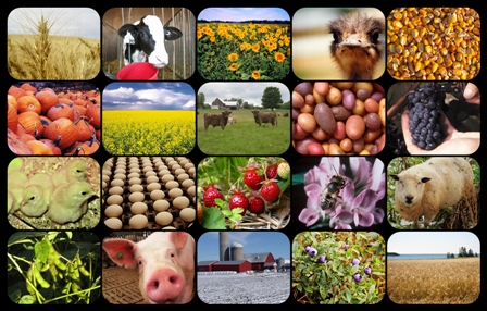 Un collage des produits agricoles. Le collage est créé par : Margaret Morris. Photos : Jerry Baziliauskas, Institut du vin de Colombie-Britannique, Erik Dorff, Norman Dorff, Rick Dunphy, D.W. Goerzen: SASPA,  Lynda Kemp, Cyd Rainville, Paul Young, la Ontario photothèque agriculture et le Conseil canadien du canola.
