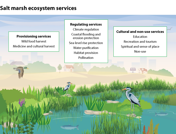 Figure 2 Salt marsh ecosystem services
