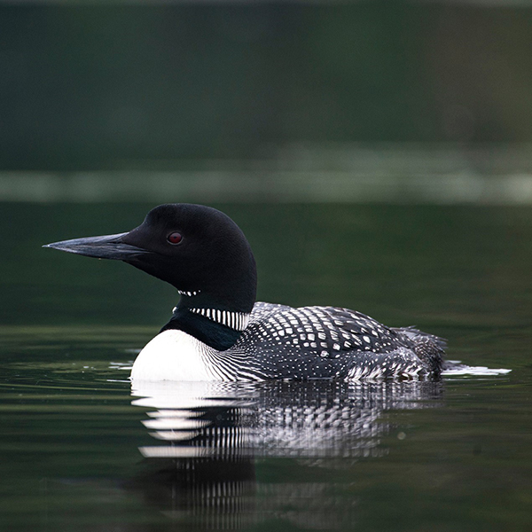 A loon swims in water. 